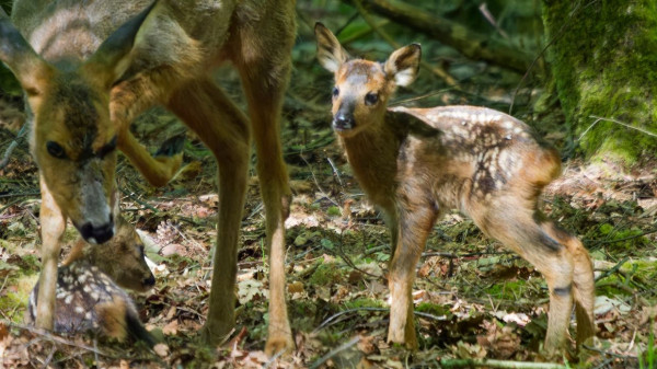 Doppel-Nachwuchs im Wildgehege Klövensteen