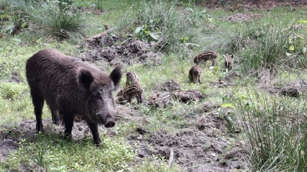 Nachwuchs im Wildgehege Klövensteen